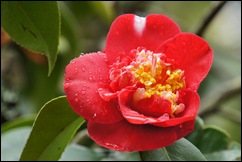 Buçaco - jardim do palácio - camélia vermelha 2