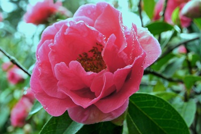 [Buçaco - jardim do palácio - camelia rosa - flor[3].jpg]