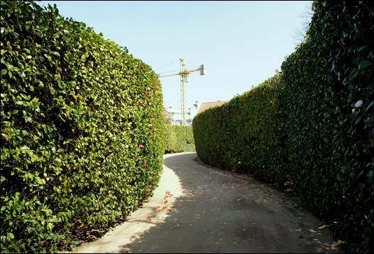 jardim serralves  - parede de camélias