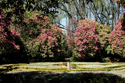 [jardim serralves  - rododendron 3[4].jpg]