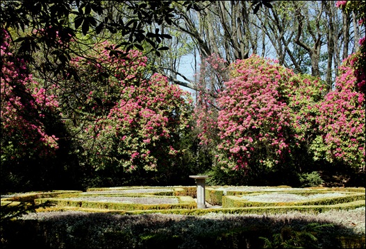 jardim serralves  - rododendron 3
