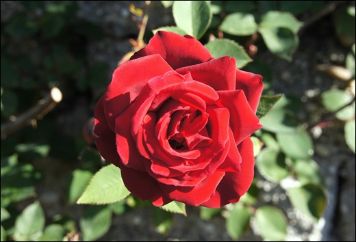 rosa vermelha 1 - Gloria Ishizaka