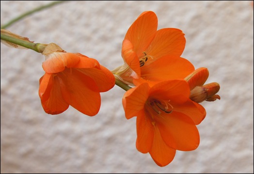 frésia laranja - Gloria Ishizaka