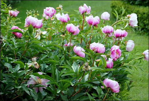 Sabugal - Glória Ishizaka - flores do jardim do tribunal