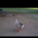 Swan Goose