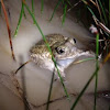 Plains spadefoot toad