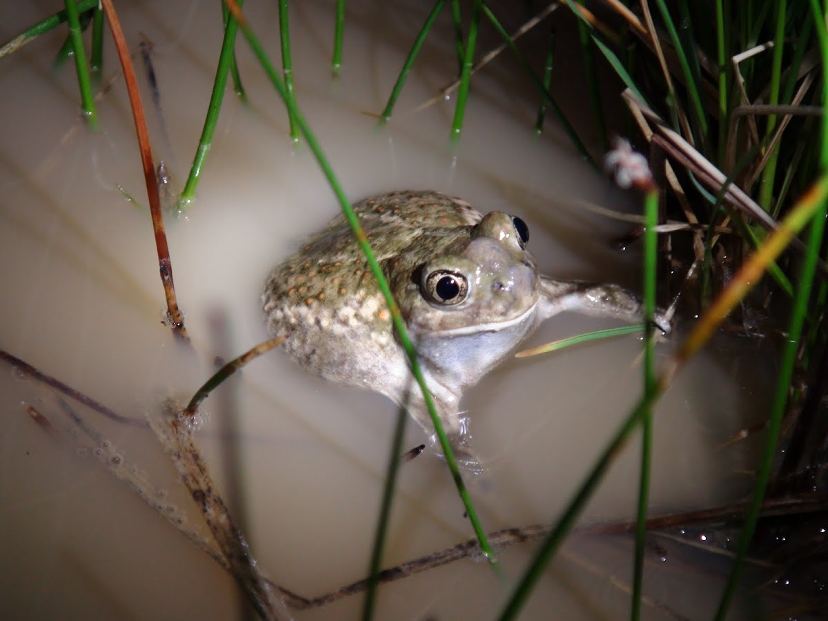 Plains spadefoot toad