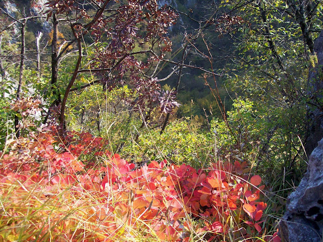 somaco del carso foglie rosse