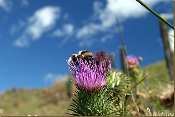 Bee on thistle