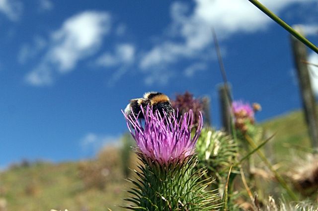 [Bee on thistle[3].jpg]
