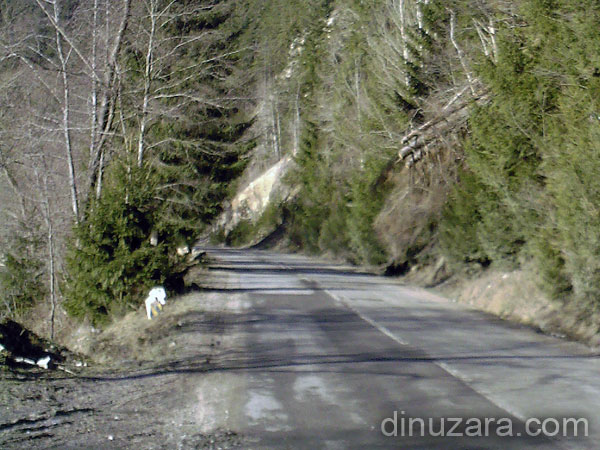 Copaci în pericol să cadă pe drum, în apropiere de Crucea, judeţul Suceava