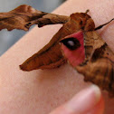 blinded sphinx moth