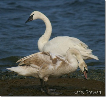 Adult Trumpeter and Juvenile Mute Swan