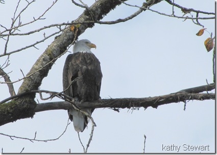 Bald Eagle