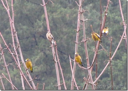 Evening Grosbeaks