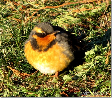 Varied Thrush thawing out