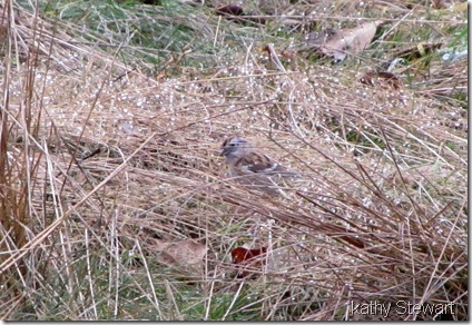 American Tree Sparrow in Eagle Point Park