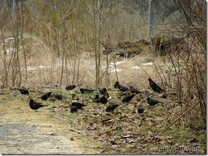 Red Wing Blackbirds on ground