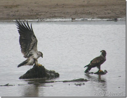 eagle dispute