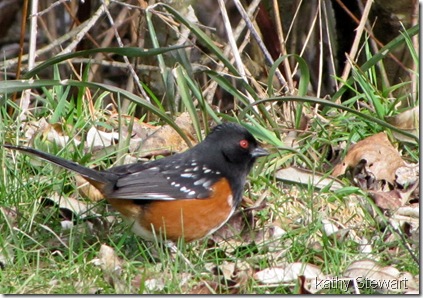 another Towhee