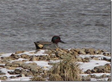 Male Green Wing Teal