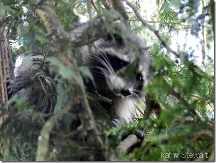 Raccoon in the tree