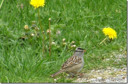 White Crowned Sparrow on path