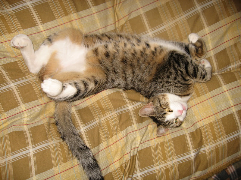 Pets11-21-08%20003.jpg
