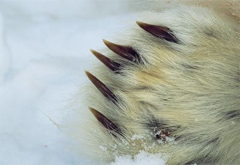 polar-bear-claw.jpg