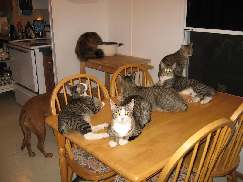 Pets11-21-08%20001.jpg