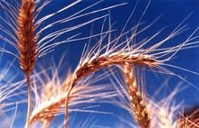 Ayuda al trigo (4 mayo)