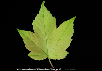 Acer pseudoplatanus 'Brilliantissimum' - Klon jawor 'Brilliantissimum'