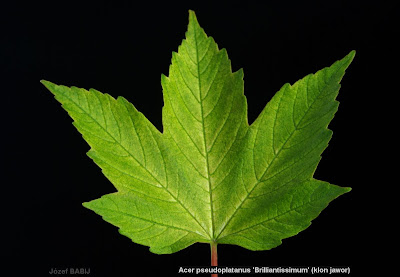 Acer pseudoplatanus 'Brilliantissimum' - Klon jawor 'Brilliantissimum'