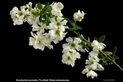 Exochorda macrantha 'The Bride' flower - Obiela mieszańcowa kwiaty