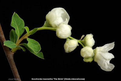 Exochorda macrantha 'The Bride' buds flower - Obiela mieszańcowa pąki kwiatowe