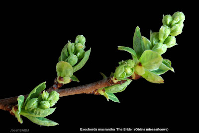 Exochorda macrantha 'The Bride' buds flower - Obiela mieszańcowa pąki kwiatowe