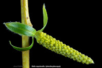 Salix sepulcralis flower - Wierzba płacząca kwiat