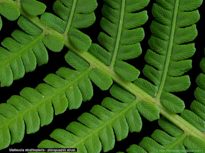 Matteucia struthiopteris leaf - Pióropusznik strusi zbliżenie liścia