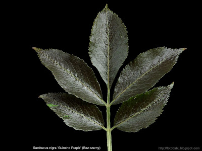 Sambucus nigra 'Guincho Purple' leaf - Bez czarny 'Guincho Purple' liść