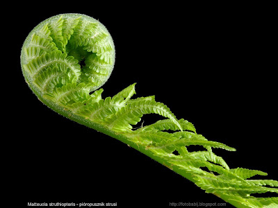 Matteucia struthiopteris young leaf - Pióropusznik strusi młody liść