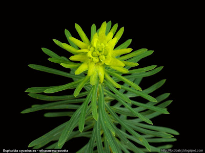 Euphorbia cyparissias - Wilczomlecz sosnka