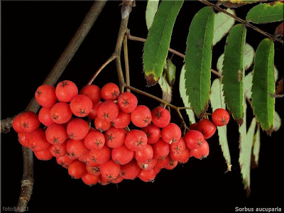Sorbus aucuparia fruit- Jarząb pospolity owoce