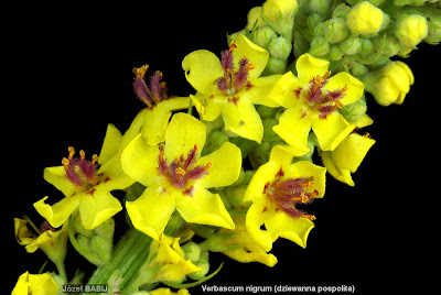 Verbascum nigrum flower - Dziewanna pospolita kwiat