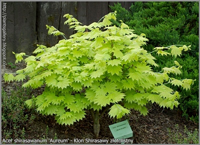 Acer shirasawanum 'Aureum' - Klon Shirasawy złotolistny