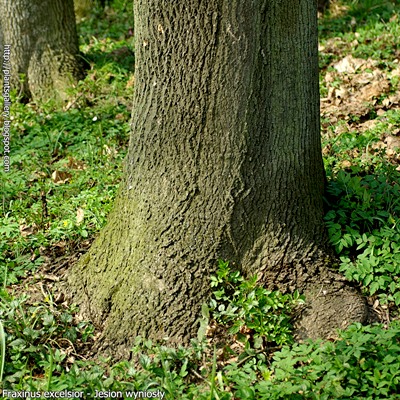 Fraxinus excelsior - Jesion wyniosły pień odziomkowy