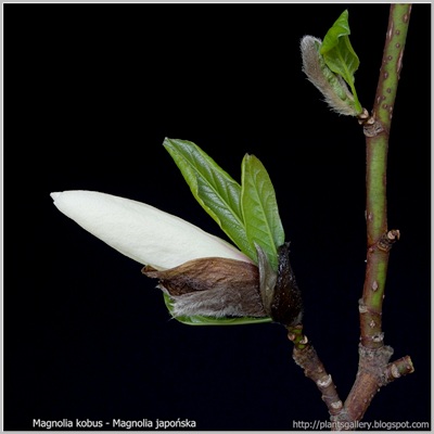 Magnolia kobus - Magnolia japońska