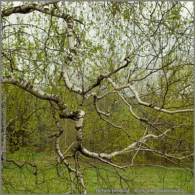Betula pendula - Brzoza brodawkowata