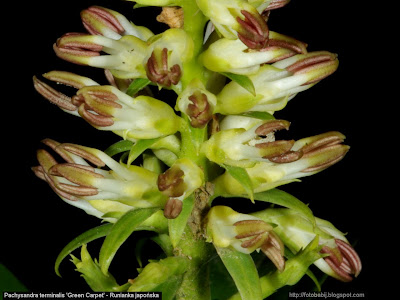 Pachysandra terminalis 'Green Carpet' flowers - Runianka japońska kwiaty