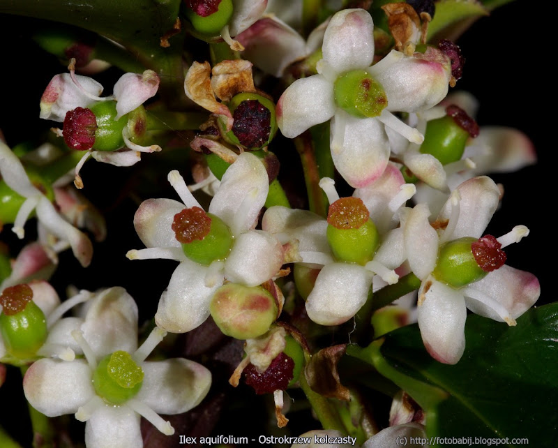 Ilex aquifolium flower - Ostrokrzew kolczasty kwiaty 