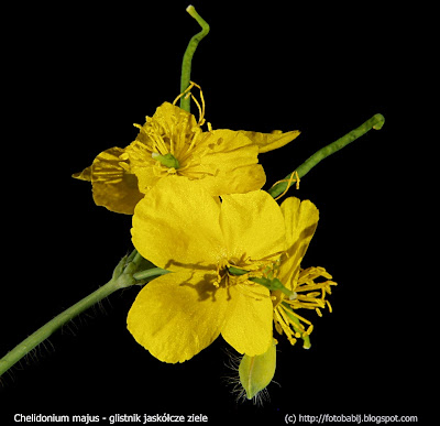 Chelidonium majus flowers - Glistnik jaskółcze ziele kwiaty